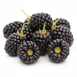 Blackberries recipes